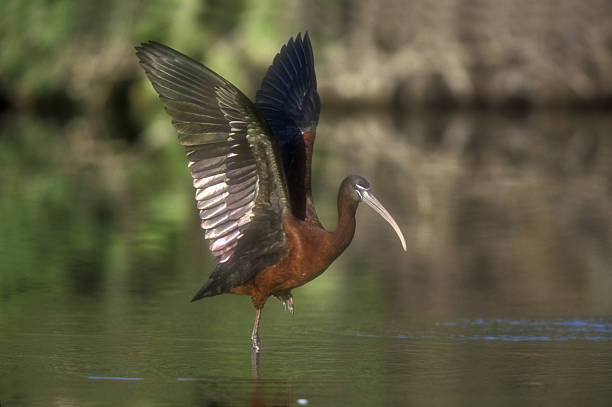 istock Glossy ibis,  Plegadis falcinellus 454162499