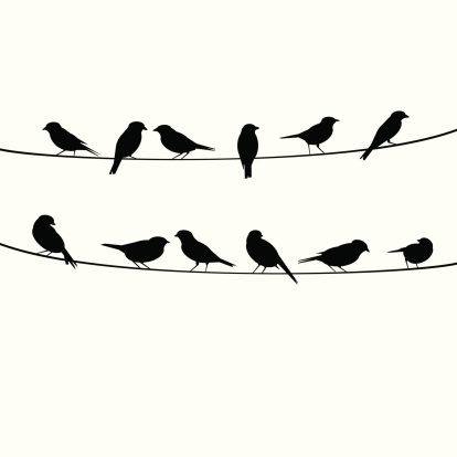birds resting on wire