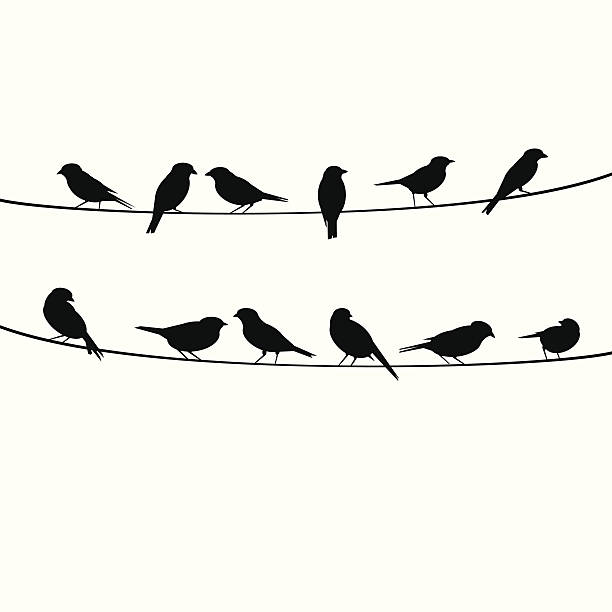 birds resting on wire birds resting on wire birds sitting on electrical wires stock illustrations