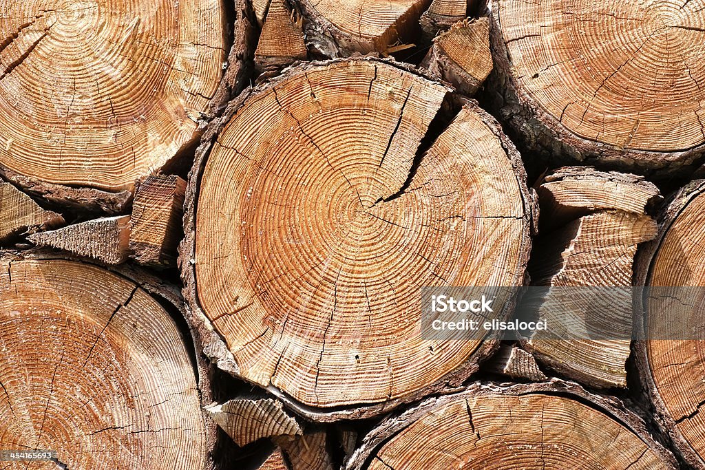 Cut tree trunk Close up of cut tree trunk Abstract Stock Photo