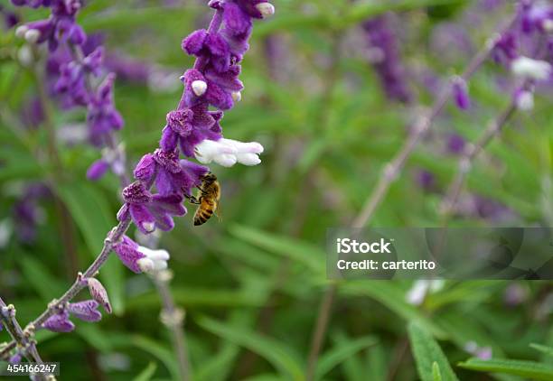 Abeja En Flor Púrpura Foto de stock y más banco de imágenes de Abeja - Abeja, Aguijón, Amarillo - Color