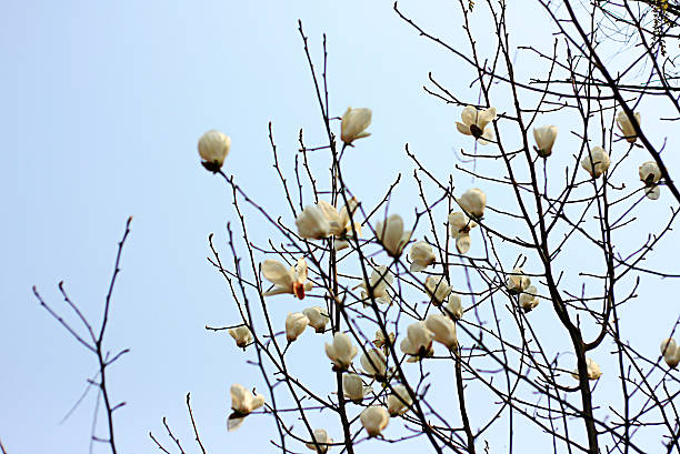 White Magnolia stock photo