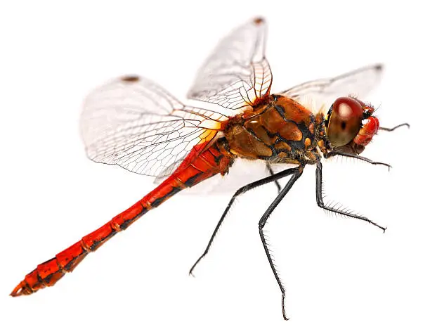 Photo of Red Dragonfly