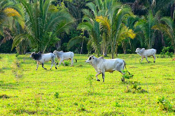 istock Pantanal Brahma Bulls 454166731