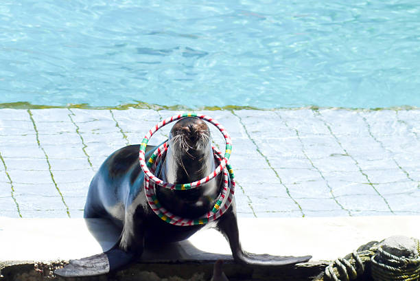 Seal talented show in marine park  thailand
