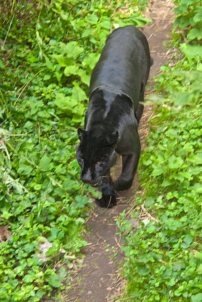 black panther andando em um caminho de floresta - leopard prowling black leopard undomesticated cat - fotografias e filmes do acervo
