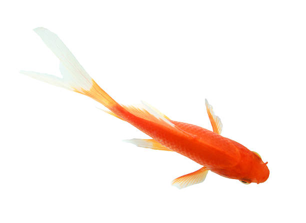 closeup of a goldfish isolated closeup of a goldfish isolated on white background fish swimming from above stock pictures, royalty-free photos & images