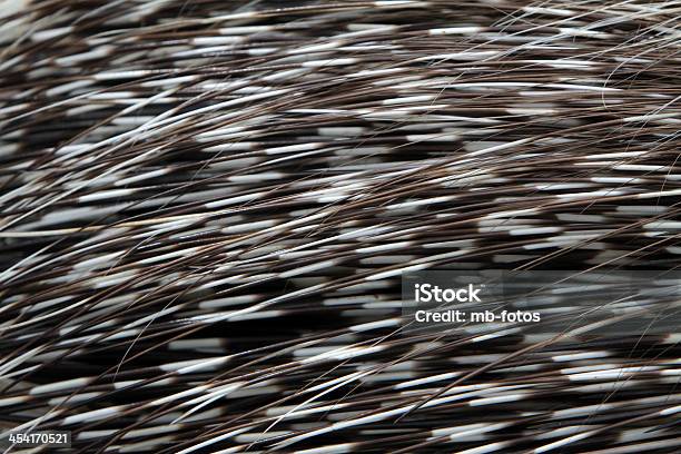 Istrice Quills Di - Fotografie stock e altre immagini di Aculeo - Aculeo, Animale, Bianco