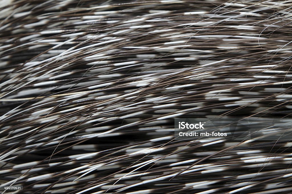 Quills de um Porco-espinho - Royalty-free Animal Foto de stock