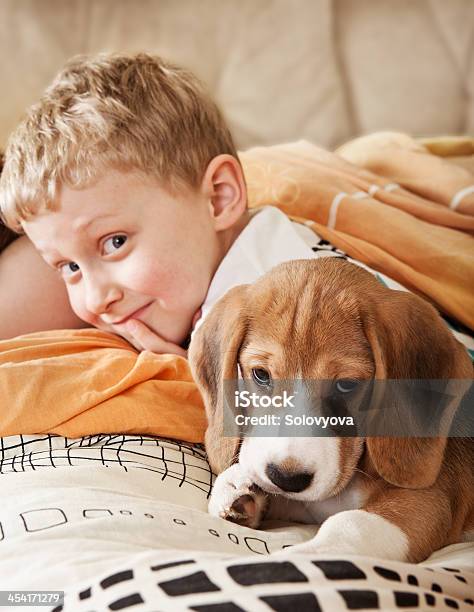 Beagle Puppy Lying In Bed With Boy Stock Photo - Download Image Now - Dog, Child, Bed - Furniture