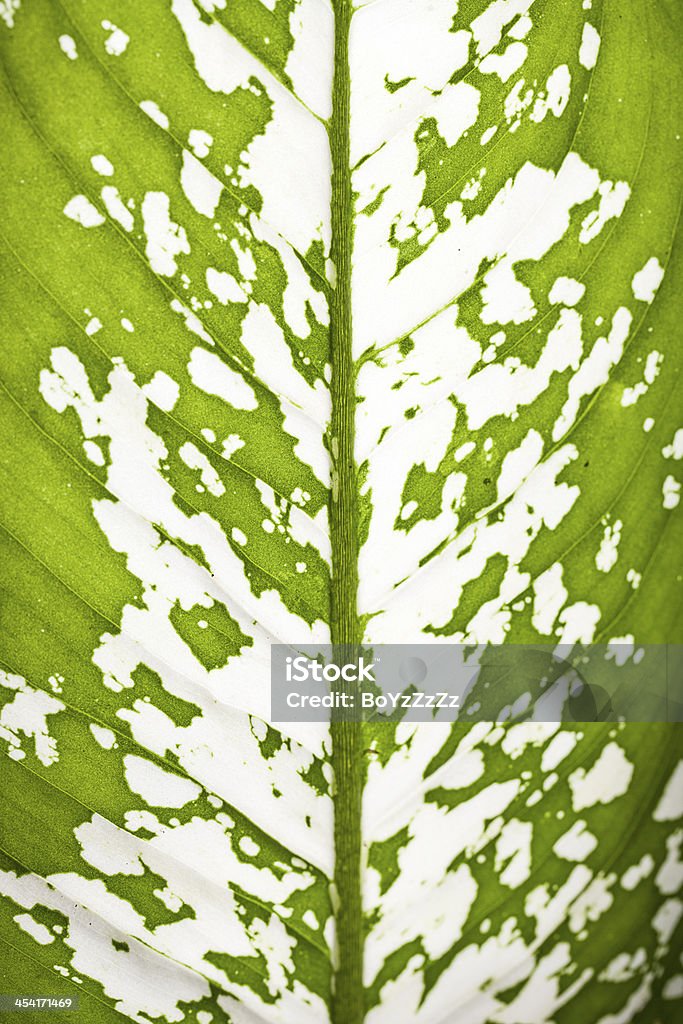 texture de la feuille verte - Photo de Arbre libre de droits