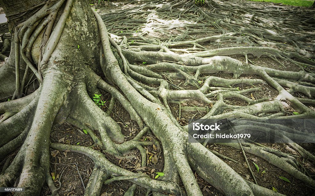 Forte Racine - Photo de Arbre libre de droits