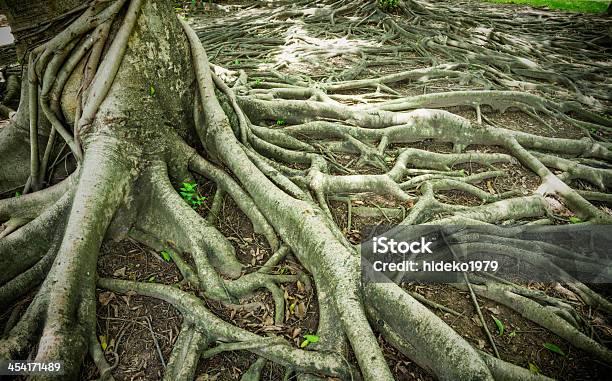 Photo libre de droit de Forte Racine banque d'images et plus d'images libres de droit de Arbre - Arbre, Arbre tropical, Asie de l'Est