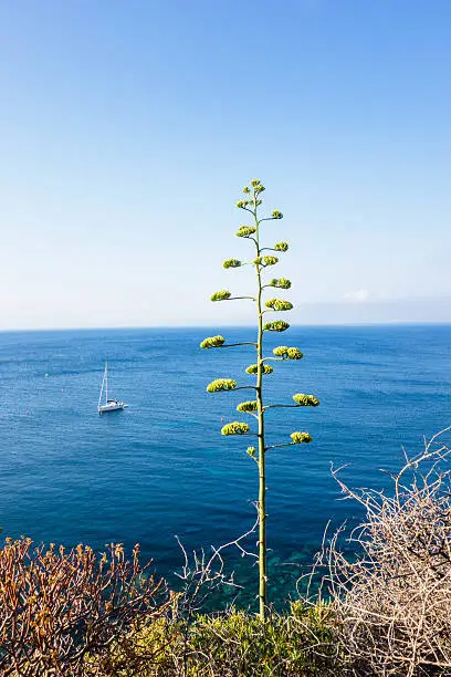 Agave plant blooming during summer, against deep blue sea.