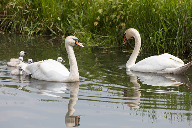 istock Swans with baby cygnets 454173417
