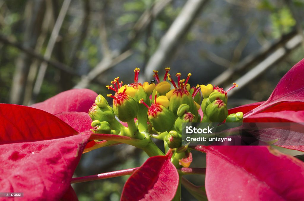 Centro de flor de nochebuena - Foto de stock de Amarillo - Color libre de derechos