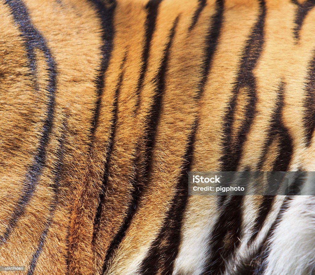 tiger 모피가 - 로열티 프리 가리기 스톡 사진