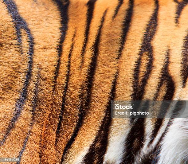 Tiger 모피가 가리기에 대한 스톡 사진 및 기타 이미지 - 가리기, 갈색, 검은색