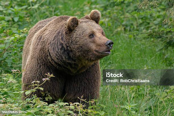 Brown Bear Stock Photo - Download Image Now - Alertness, Animal, Animal Body Part