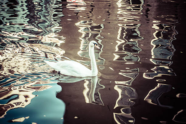 istock Vintage white swan over blurred background. 454175317