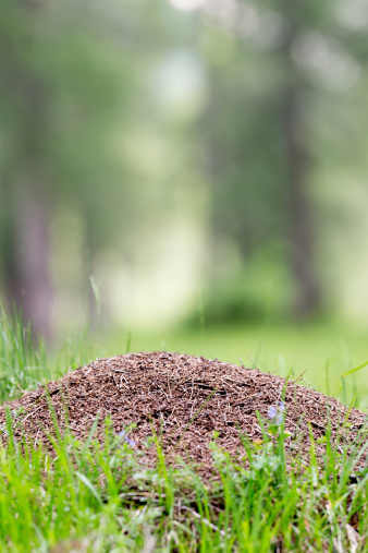 Closeup of an Ants nest in Italian Alps.