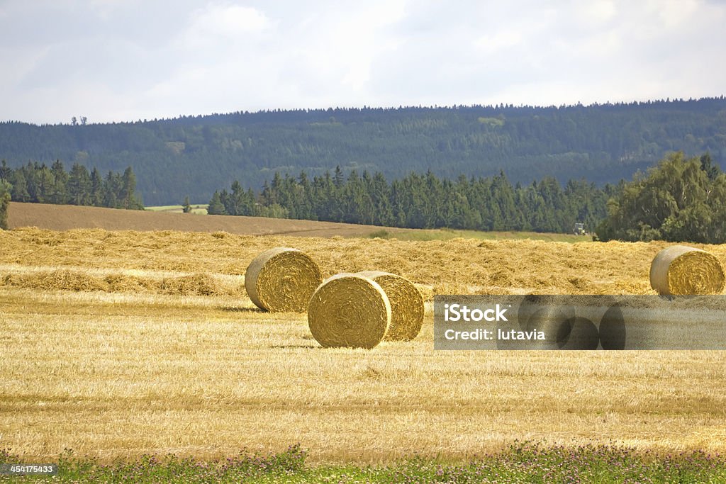 Relva recolhidos num Palheiro - Royalty-free Agricultura Foto de stock