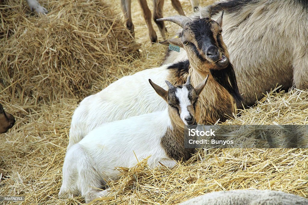 Chèvres dans la ferme - Photo de Agriculteur libre de droits