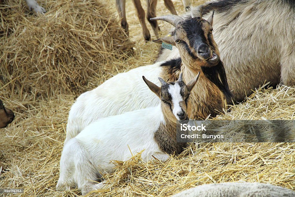 Goats на сельскохозяйственных - Стоковые фото Близость роялти-фри