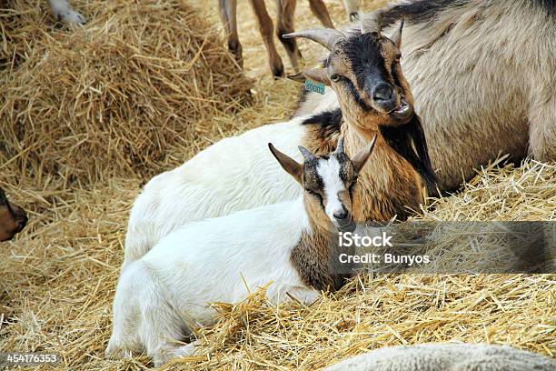Goats На Сельскохозяйственных — стоковые фотографии и другие картинки Близость - Близость, Весна, Волосы животного