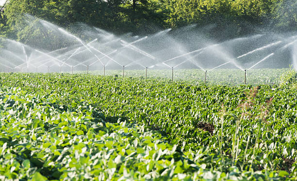 istock irrigation of vegetables 454176389