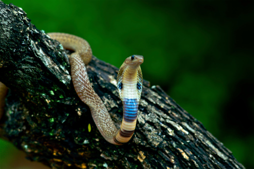 A deadly Viper Snake rests on a sandy desert floor.