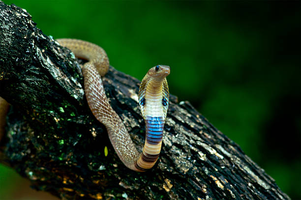 baby cobra stock photo