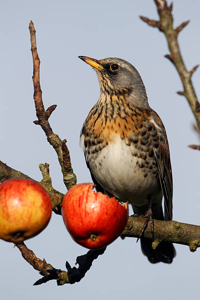 Fieldfare, Turdus pilaris