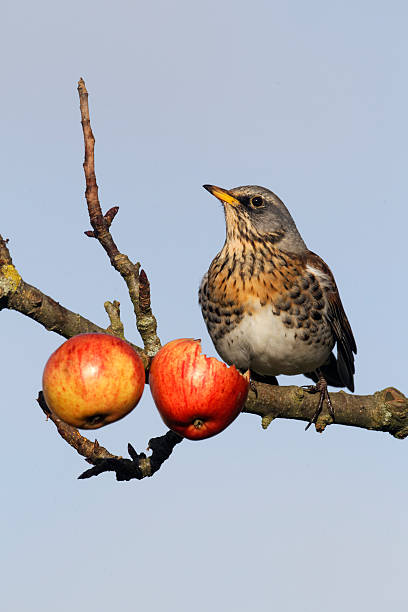 istock Fieldfare, Turdus pilaris 454177149