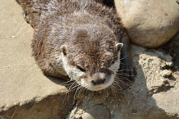 istock Head of Otter 454179343