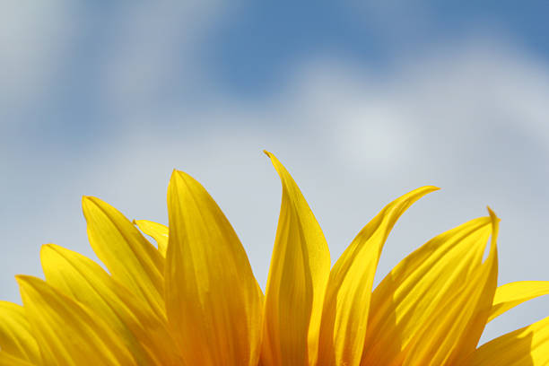 istock sunflower leaf and blue sky nature background 454179773