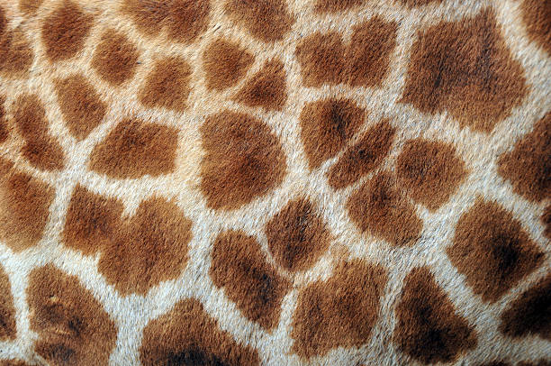 nahaufnahme der giraffe pelz - fur pattern stock-fotos und bilder