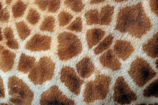 Giraffe's fur. Close up of giraffes markings, skin texture.