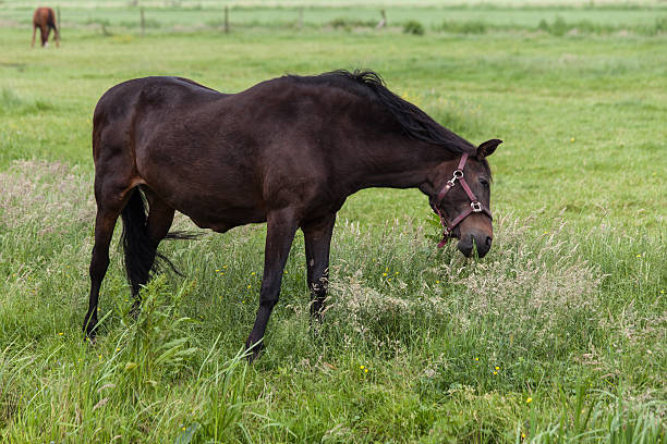 istock Brown horse grazing in pasture 454181621