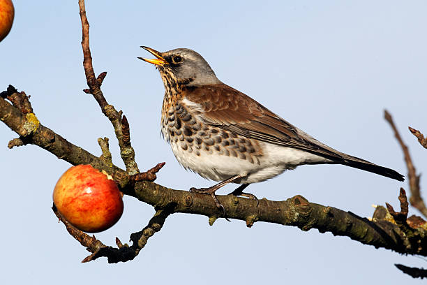 istock Fieldfare, Turdus pilaris 454181687