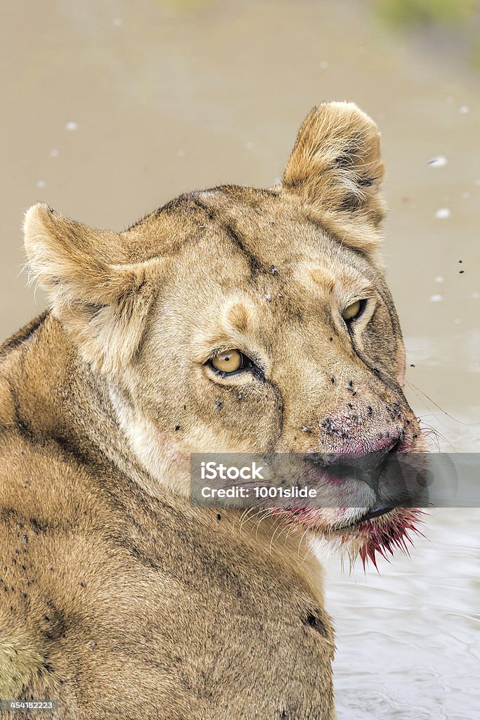 Löwin im wild-in Wasser nach dem Essen - Lizenzfrei Blick in die Kamera Stock-Foto