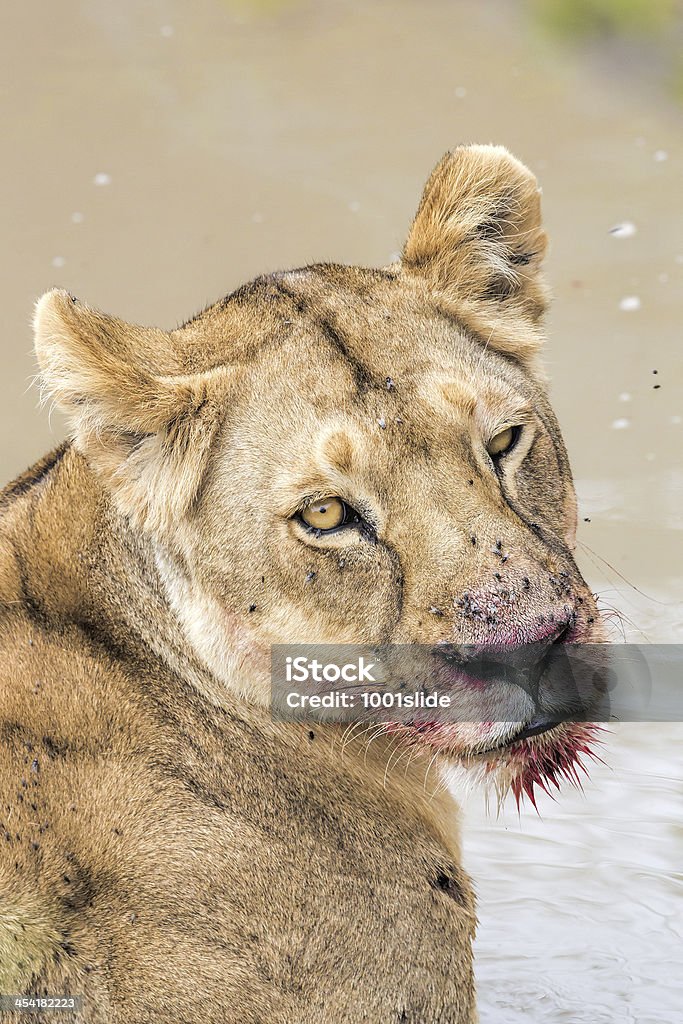 Leona en genéticamente en agua después de comer - Foto de stock de Acostado libre de derechos