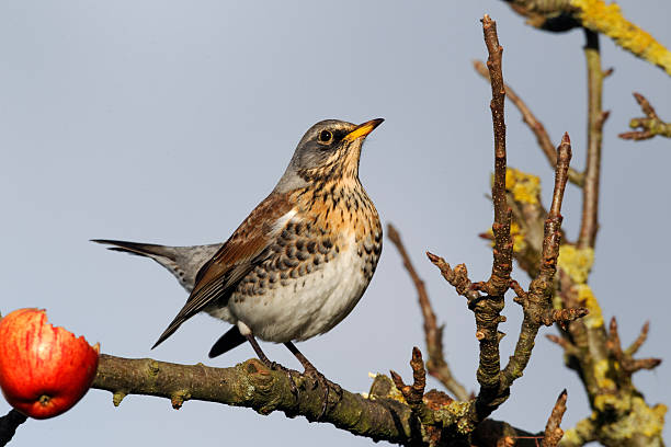 istock Fieldfare, Turdus pilaris 454183549