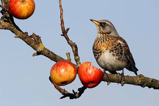 istock Fieldfare, Turdus pilaris 454183759