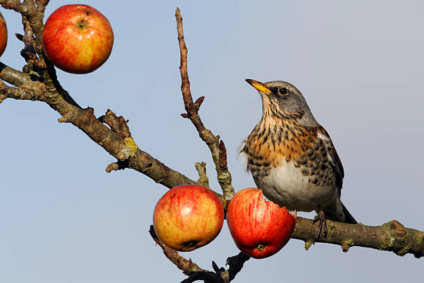 istock Fieldfare, Turdus pilaris 454183875