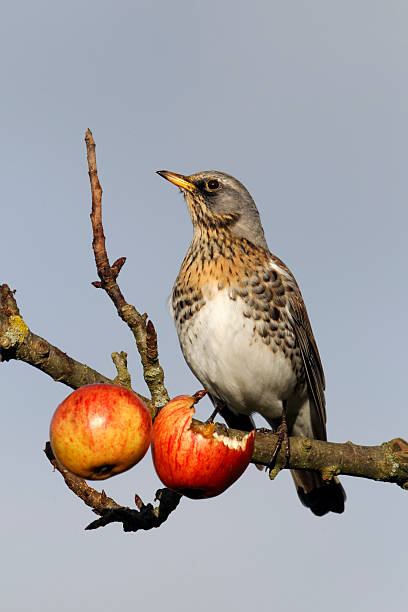 istock Fieldfare, Turdus pilaris 454183949