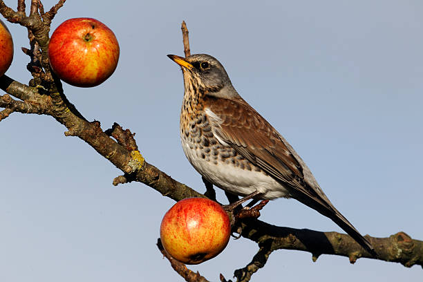 istock Fieldfare, Turdus pilaris 454184043