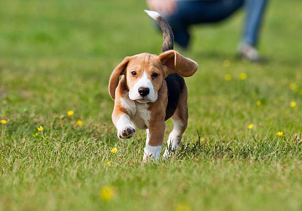 бег бигль щенок во время ходьбы - field dog retriever green стоковые фото и изображения