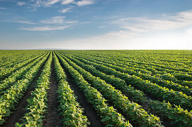 Soybean Field Soybean Field Rows in summer horizon over land photos stock pictures, royalty-free photos & images