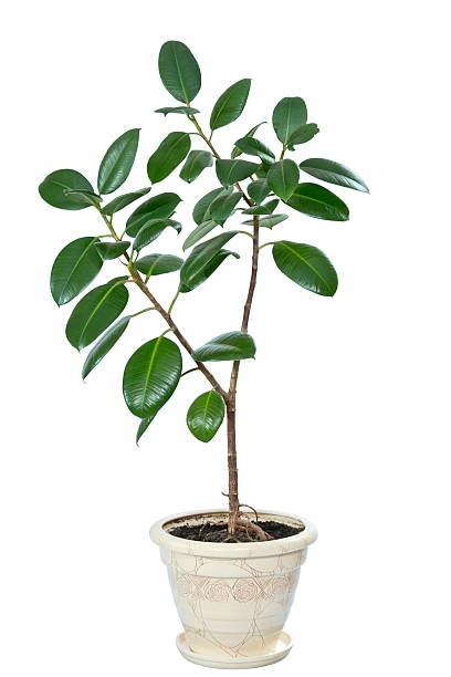 istock ficus flower in a pot isolated on white 454185235